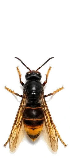 Frelon asiatique (Vespa velutina)