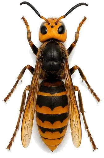 Frelon géant asiatique (Vespa mandarinia)