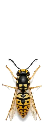Guêpe (Vespula sp.)