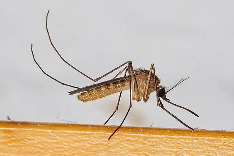Moustique commun (Culex) brun-gris posé sur une surface