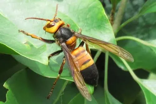 Frelon grand-duc (Vespa soror), seule espèce de frelon géant détectée en Europe