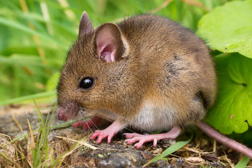 Mulot sylvestre (Apodemus sylvaticus) aux grands yeux et grandes oreilles