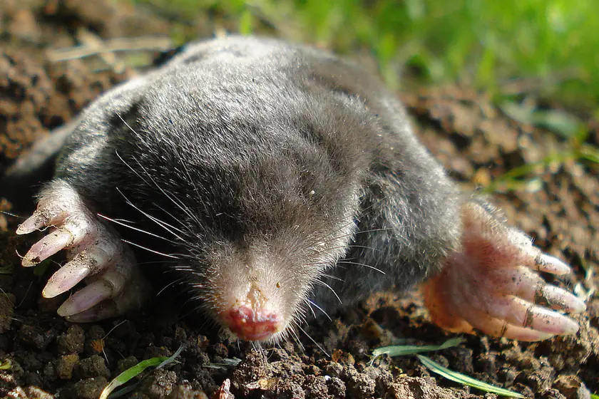 Taupe d'Europe (Talpa europaea) sortant de terre, pattes avant en pelles