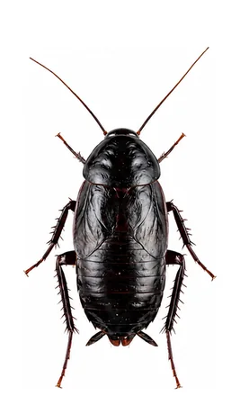 La blatte orientale (Blatta orientalis)