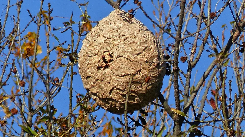 Nid de frelon asiatique