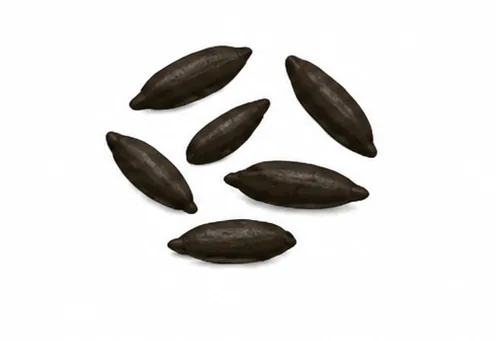 Crottes de rat noir (Rattus rattus)