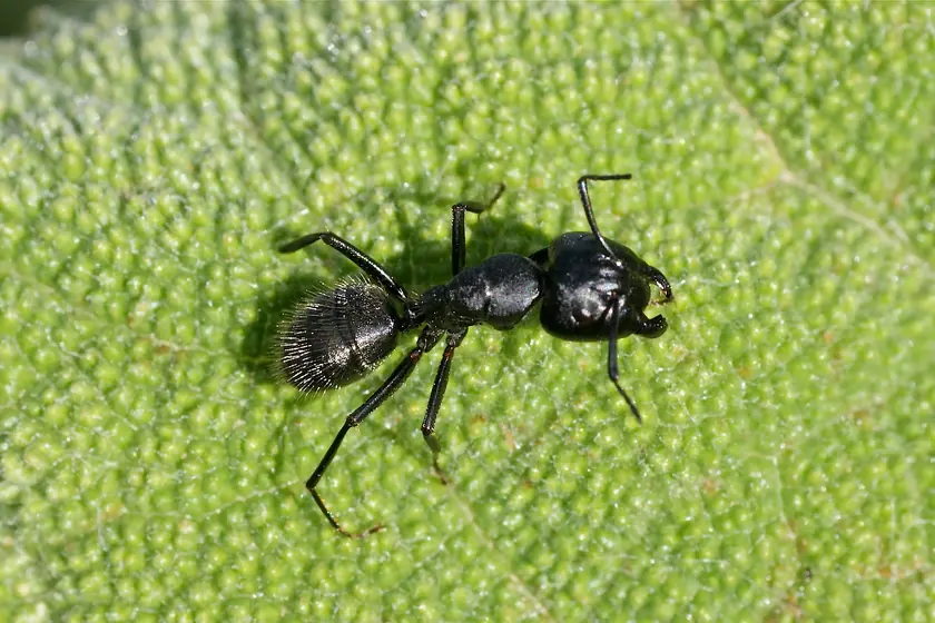 Fourmi charpentière (Camponotus) sur une feuille