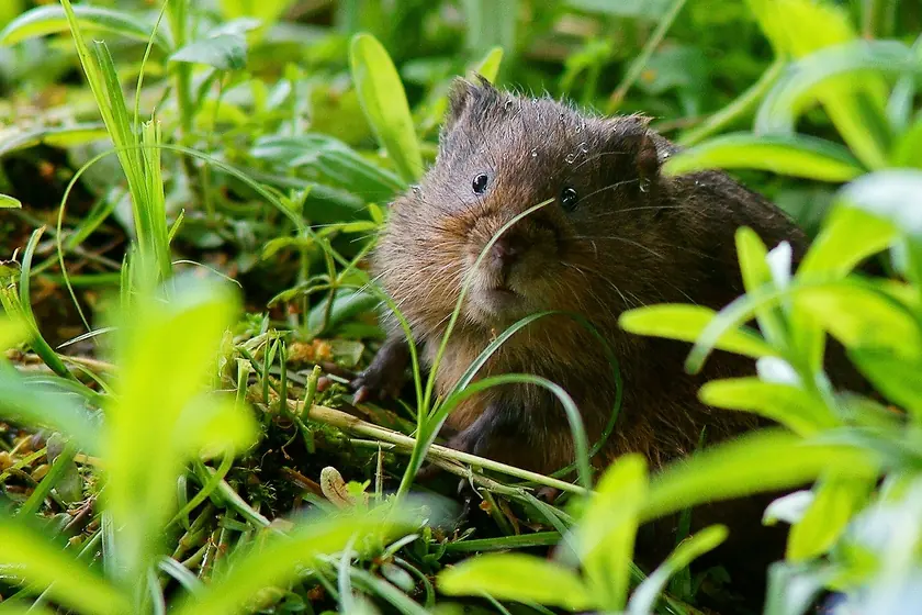Campagnol terrestre (rat taupier) dans l'herbe