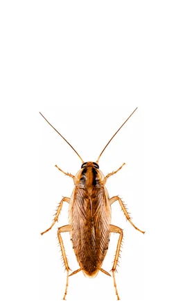 La blatte germanique (Blattella germanica)