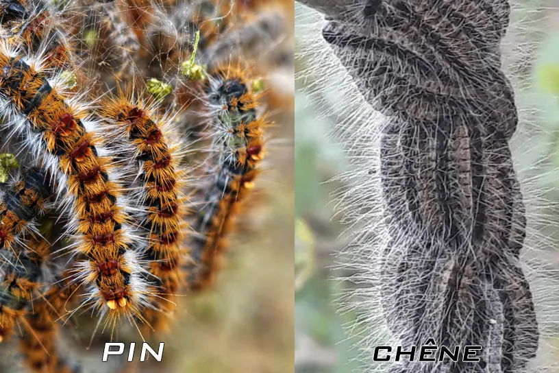 Comparaison des chenilles processionnaires du pin et du chêne