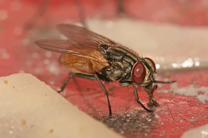 Mouche domestique (Musca domestica) grise aux yeux rouges