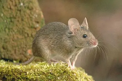 Souris grise (Mus musculus) posée sur une pierre couverte de mousse