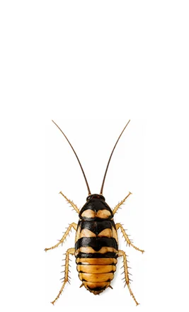 La blatte rayée (Supella longipalpa)