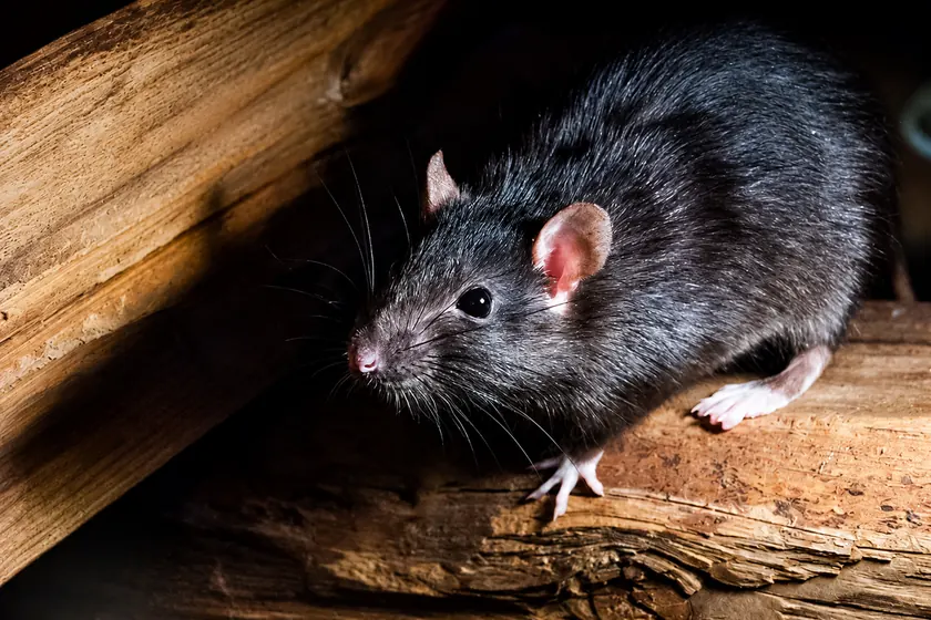 Rat noir (Rattus rattus) sur une charpente en bois