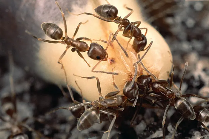 Fourmis d'Argentine (Linepithema humile) autour d'une source de nourriture