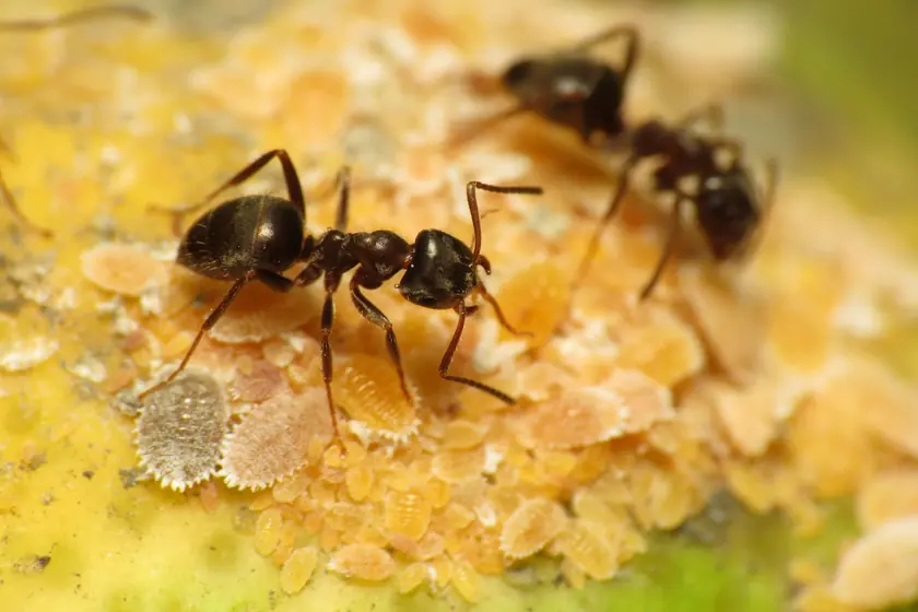 Fourmi noire des jardins (Lasius niger)