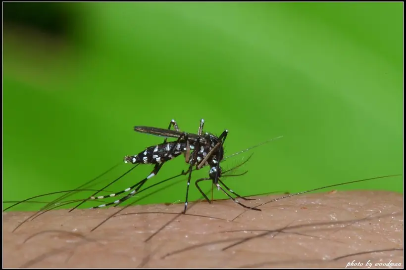 Moustique tigre (Aedes albopictus) : corps noir à rayures blanches, pattes annelées