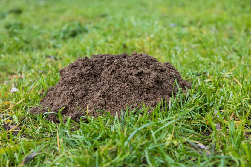 Taupinière : cône de terre fine et meuble sur une pelouse, sans trou visible