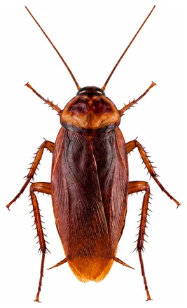 La blatte américaine (Periplaneta americana)