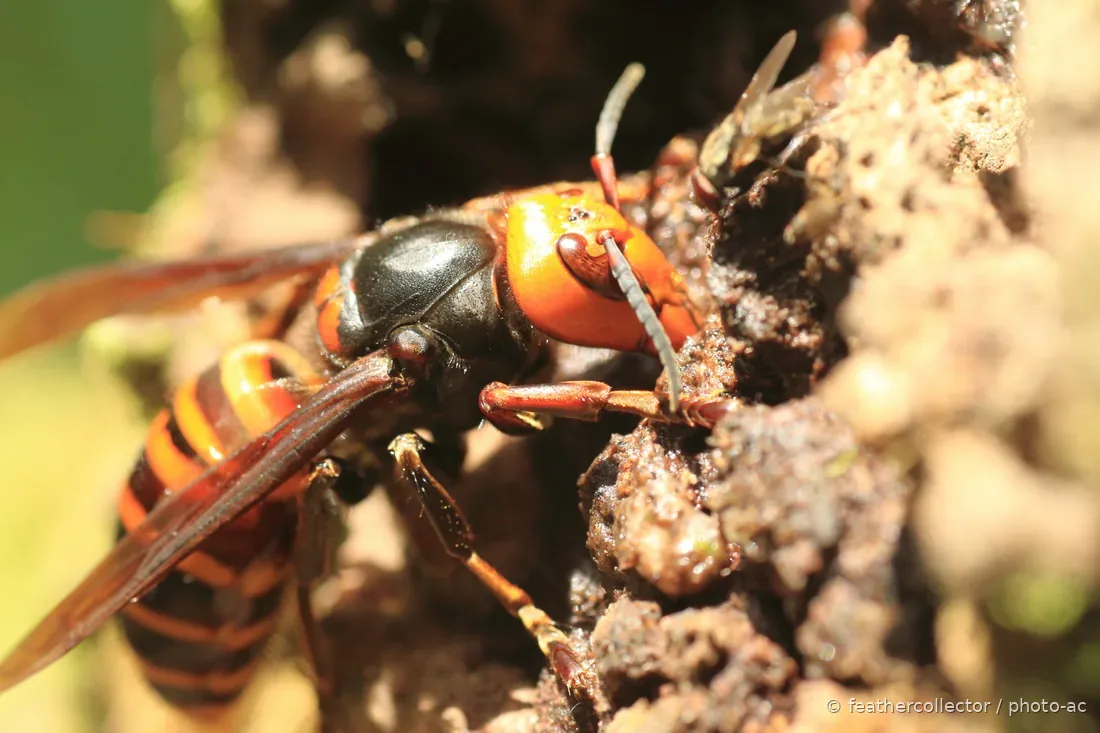 Frelon géant asiatique (Vespa mandarinia) sur son nid